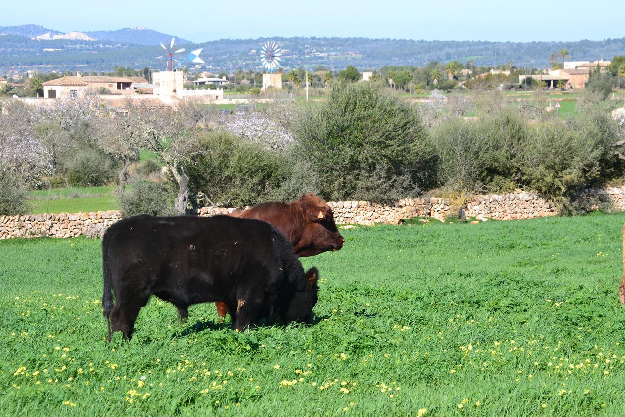 Agroturismo Es Gallicant كامبوس المظهر الخارجي الصورة